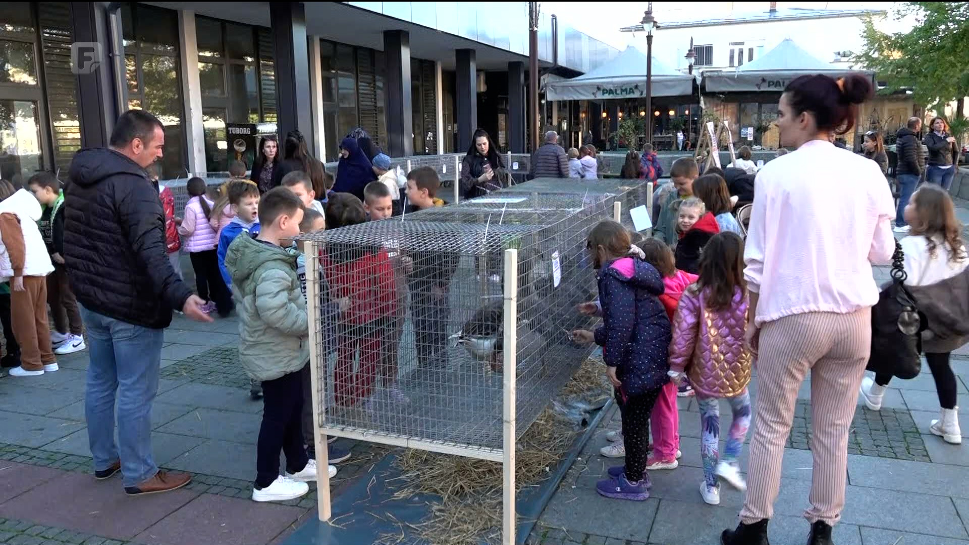 Više od 70 izlagača u Brčkom na izložbi malih i ukrasnih životinja